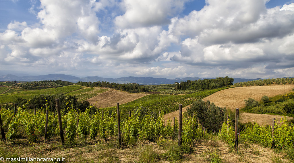 Vigne che fanno uva...