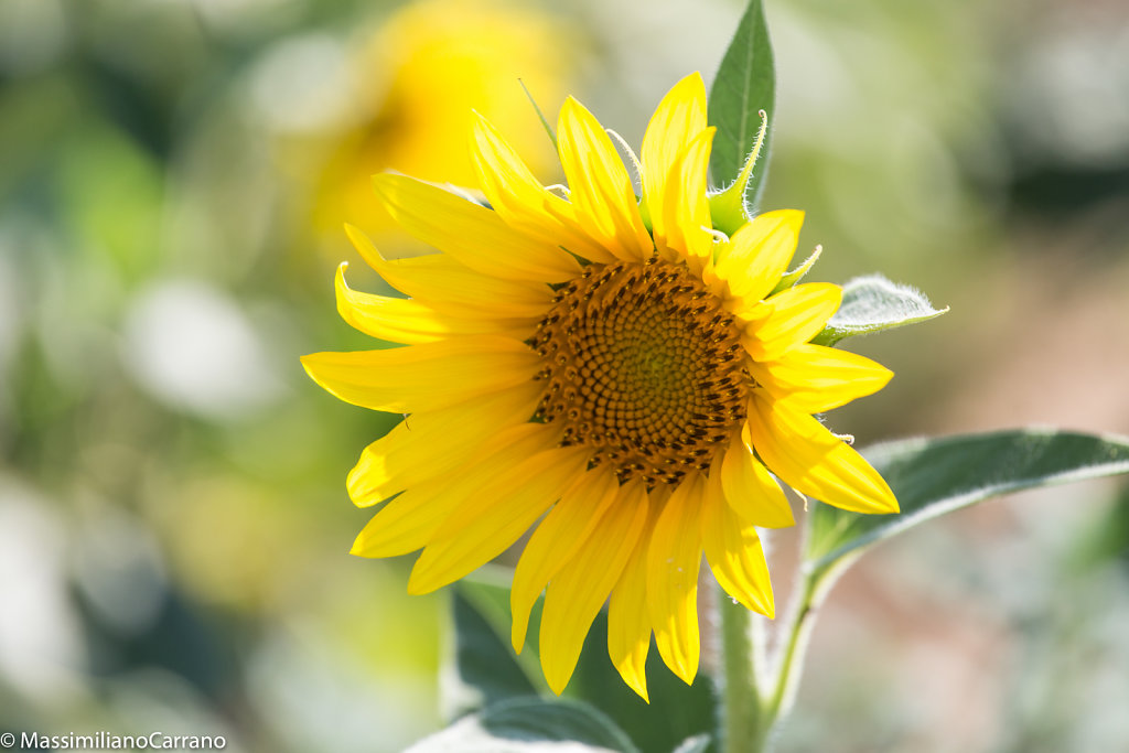 Girasole solitario